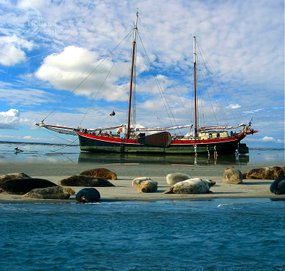 Droogvallen Waddenzee | Zeehonden